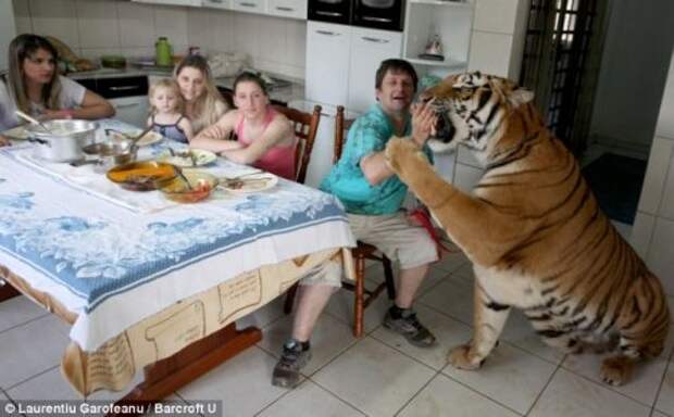 Домашние тигры бразильца Ари Борхеса (13 фото)