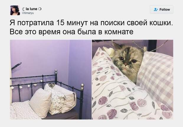 Несколько фотографий, которые доказывают, что все коты — секретные агенты