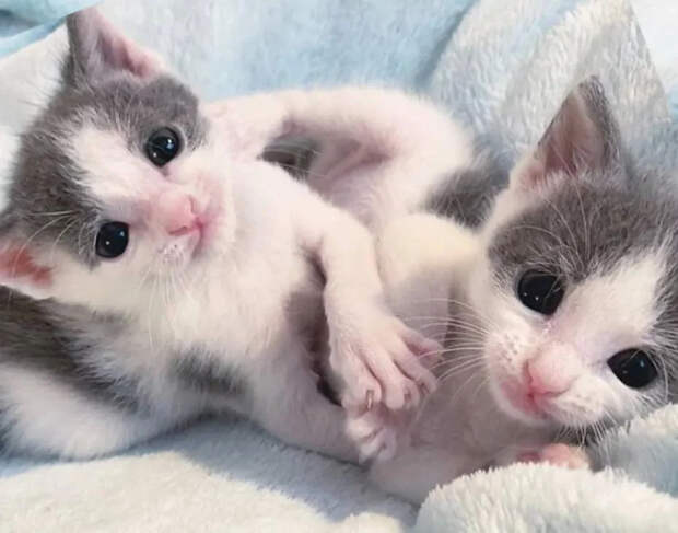 Без кота и жизнь не та