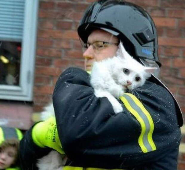 Забавные коты. часть 11 (25 фото)