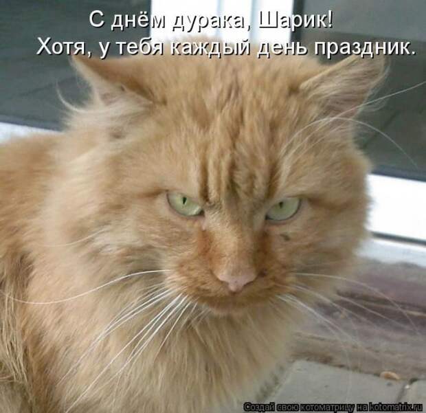 Лучшие котоматрицы недели