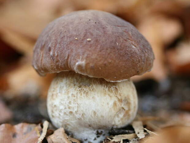 Boletus edulis, белый гриб, боровик