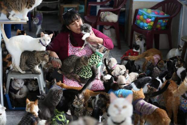 Женщина превратила свой дом в приют для 175 тяжелобольных кошек Мутантов, кошек, сотни