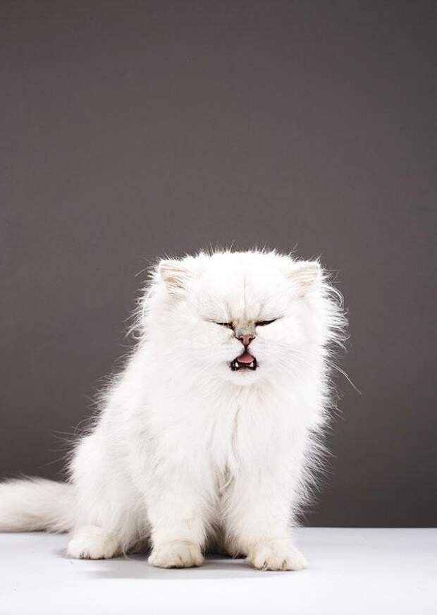 кошка чихает 10