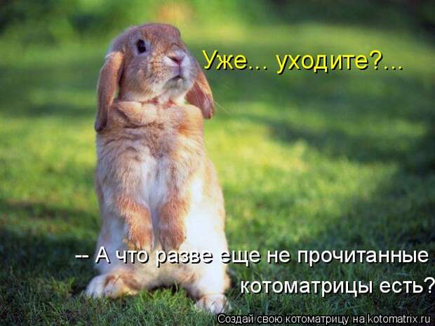 Котяры на приколе и их шаловливые друзья (35 фото)