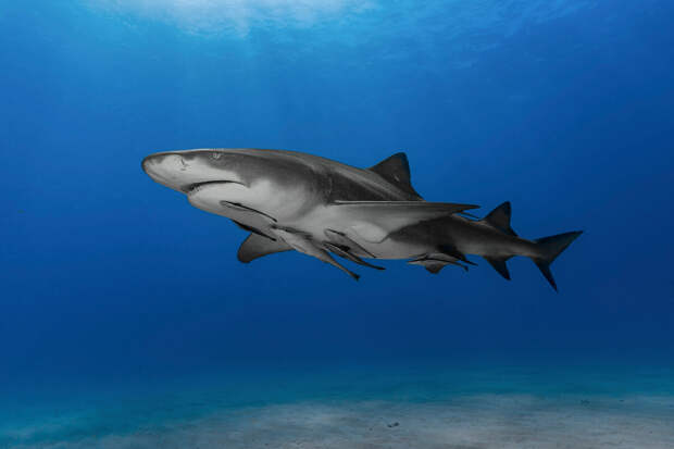 SHOT: пляжи пяти отелей в Хургаде закрыли для купания из-за акулы