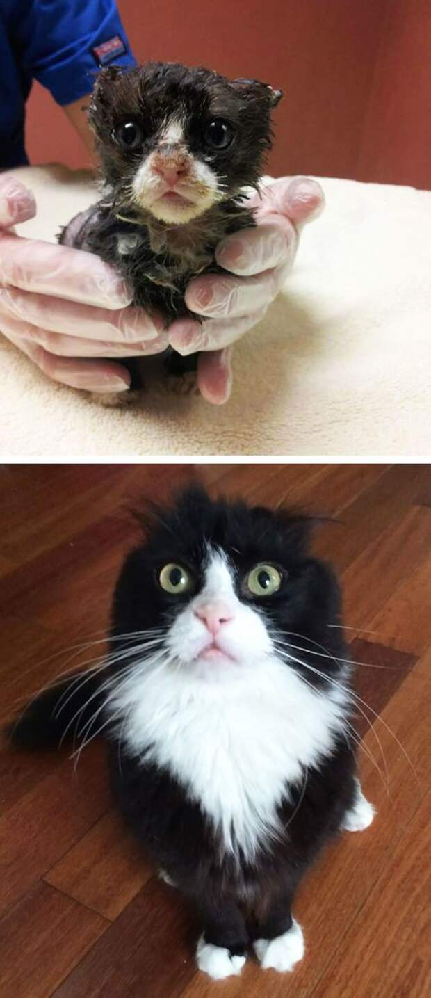 Подборка фотографий спасенных кошек животные, коты