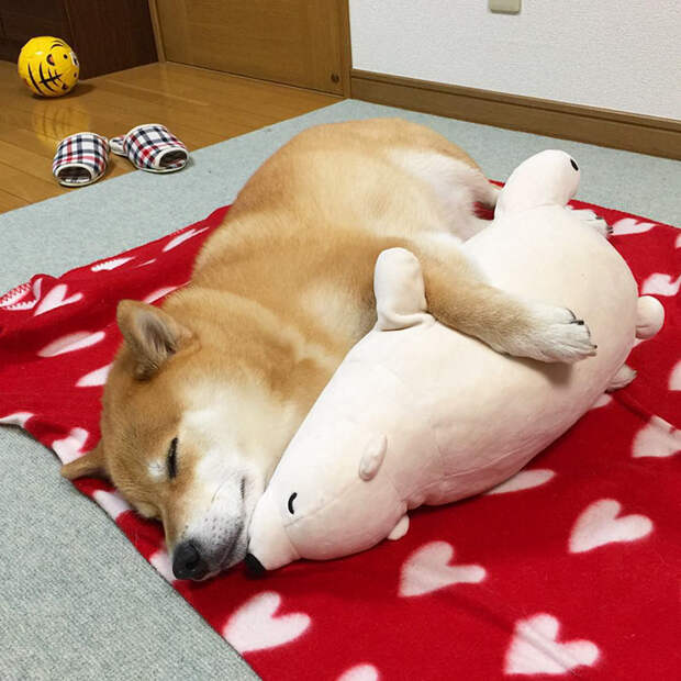 dog-shiba-inu-sleeps-teddy-bear-same-position-maru-23