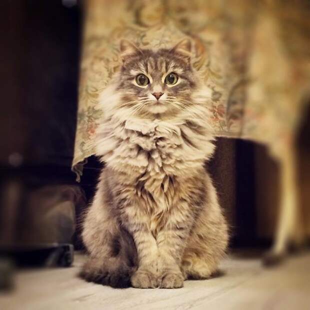 99.  кошка, пушистость, шерсть
