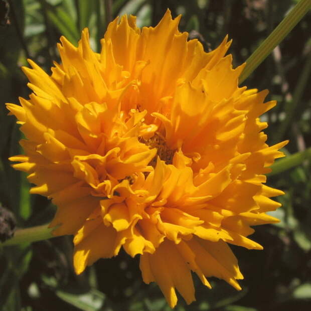 Кореопсис (Coreopsis)
