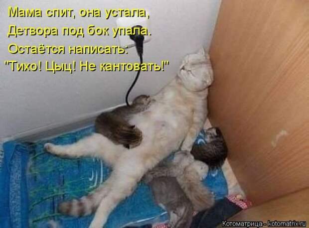 Лучшие котоматрицы недели
