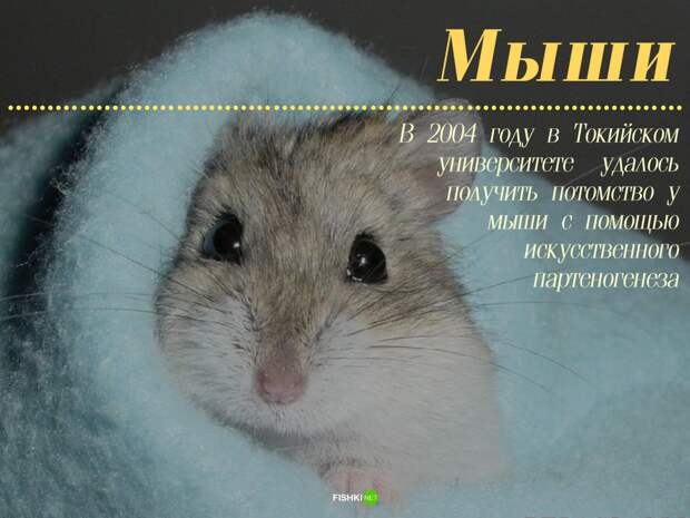 Мужики не нужны: 10 примеров из живой природы Зачатие, без самцов, живая природа, партеногенез, потомство
