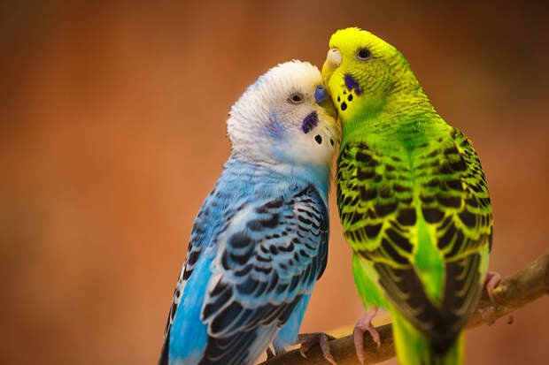 Витамины для попугаев: обзор, дозировка, противопоказания
