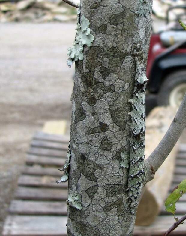 camouflaged_animals_20