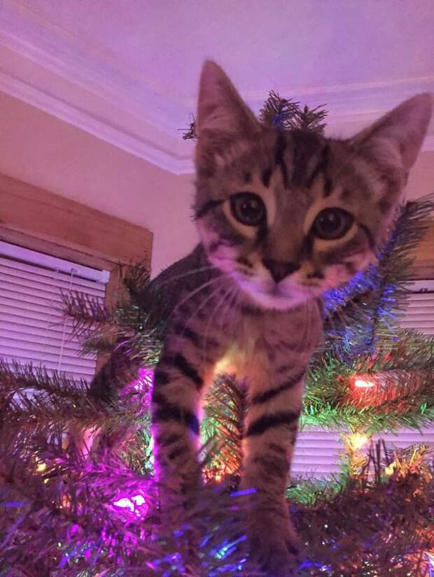 50 котеек, которые помогают наряжать елку и делают Новый год незабываемым