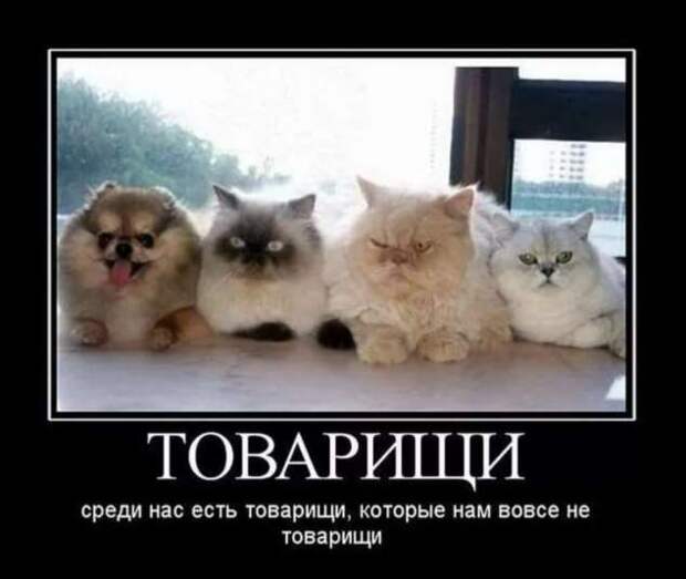 Прикольные демотиваторы с надписями. Подборка chert-poberi-dem-chert-poberi-dem-11511211092020-12 картинка chert-poberi-dem-11511211092020-12