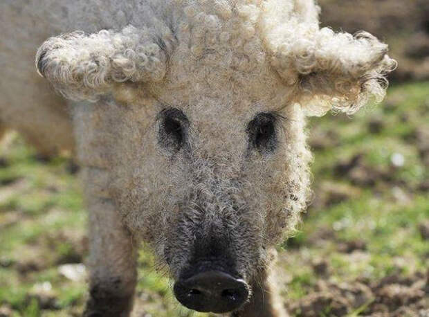 Mangalitsa Pig