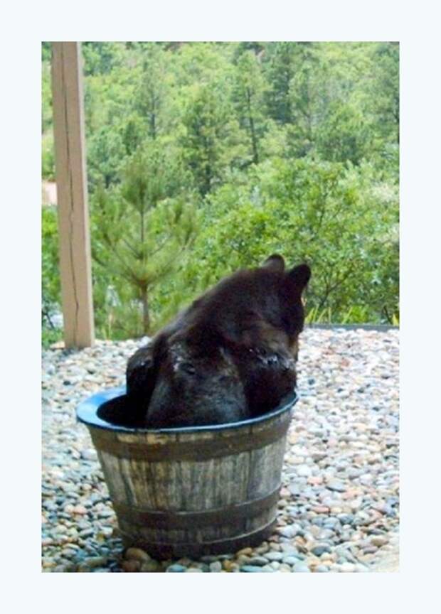 Куда пропадает вода из бочки? Куда пропадает вода из бочки? бочка, вода