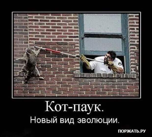 Демотиваторы про котэ (30 фотэ)
