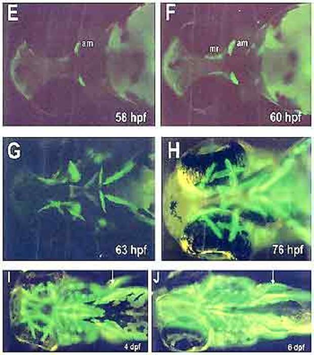 трансгенные рыбы использовались для исследований по эмбриологии