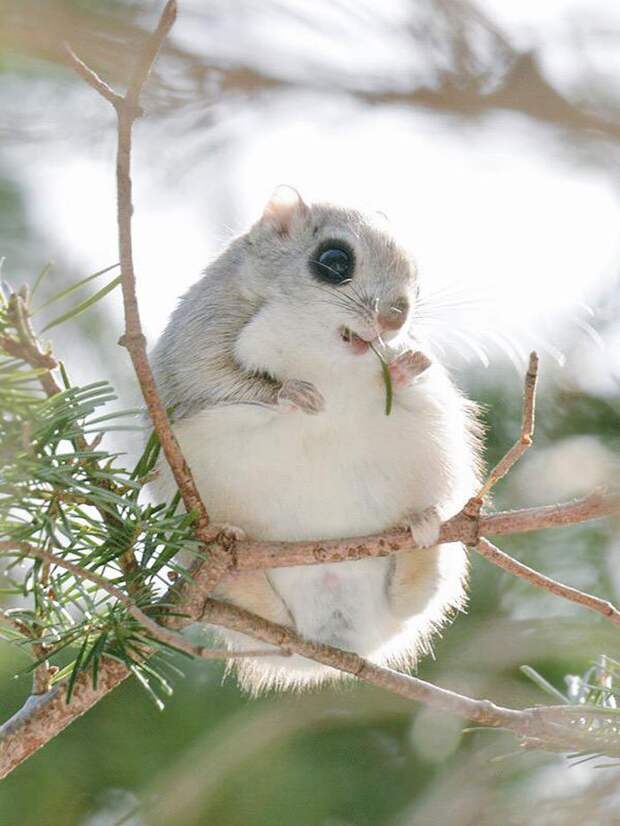 Ezo Momonga Хоккайдо