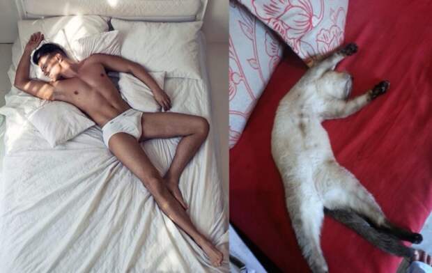 коты воссоздают фотографии, коты кошки фотографии моделей, коты повторяют фото моделей