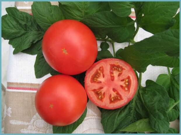 сорта томатов. устойчивые к фитофторе