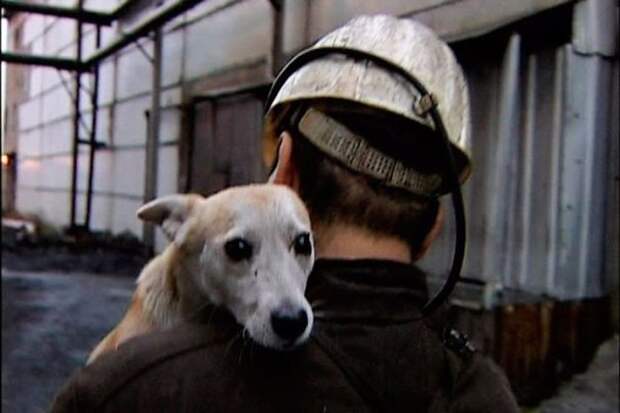 История собаки ,которая помогала шахтерам. Заслуживает уважения