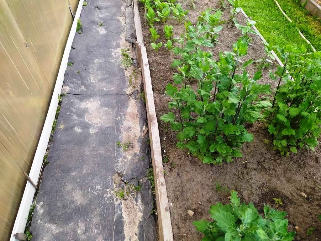 Дорожки на даче между грядок сделать легко. Это не требует больших затрат. Дорожки можно сделать даже из бумаги или газет. И я покажу несколько примеров наглядно. Зачем вообще нужно делать дорожки?-5