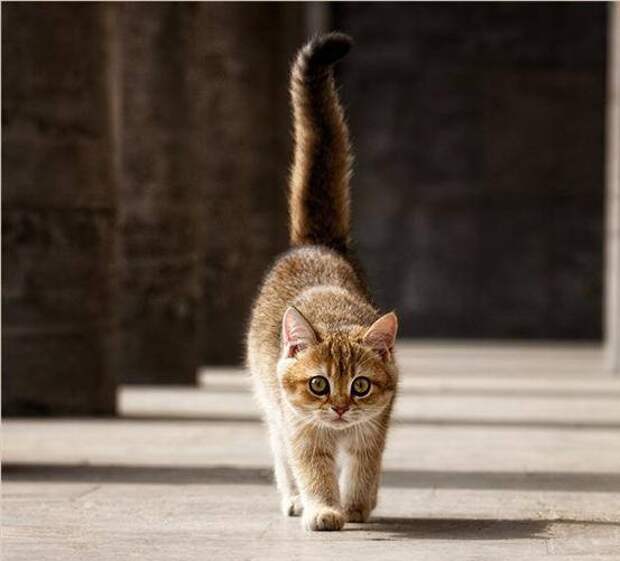 О чем Кошки знают, но не говорят ... . Фото-Мир и обо всем.
