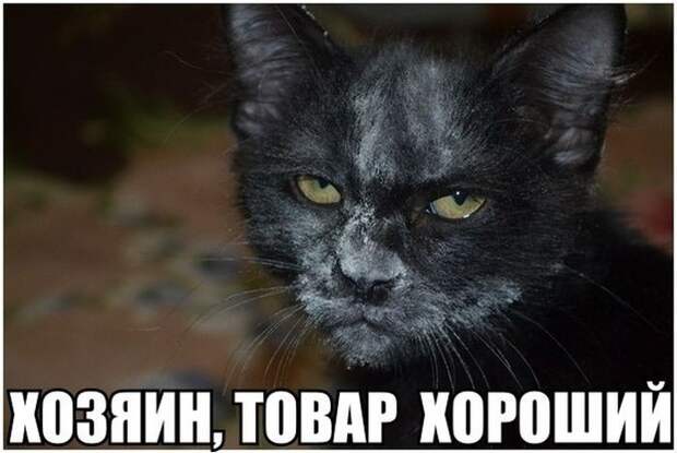 Смешные картинки с надписями прикол, юмор