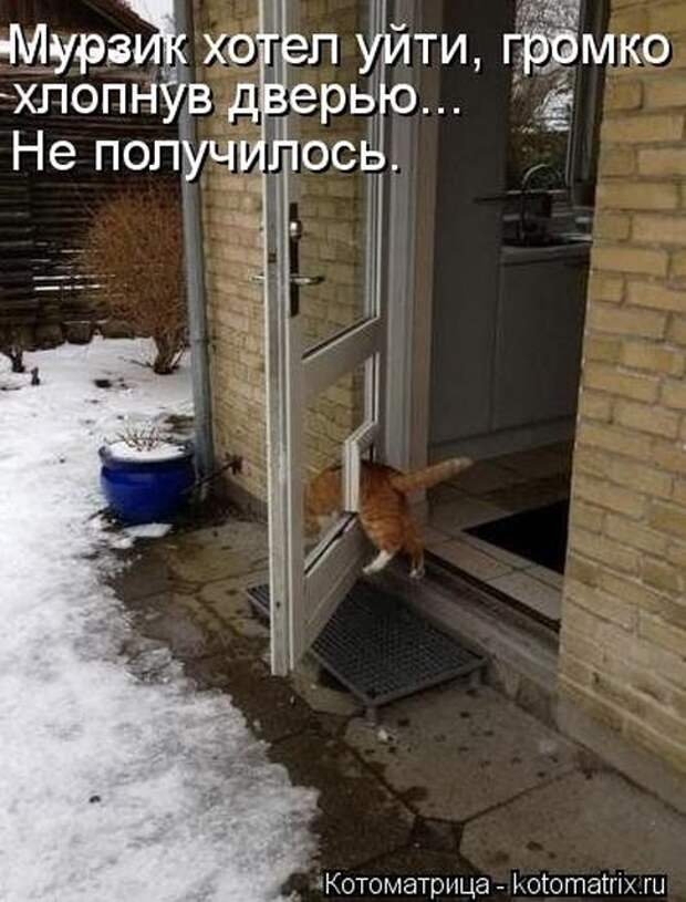 Новые котоматрицы за неделю