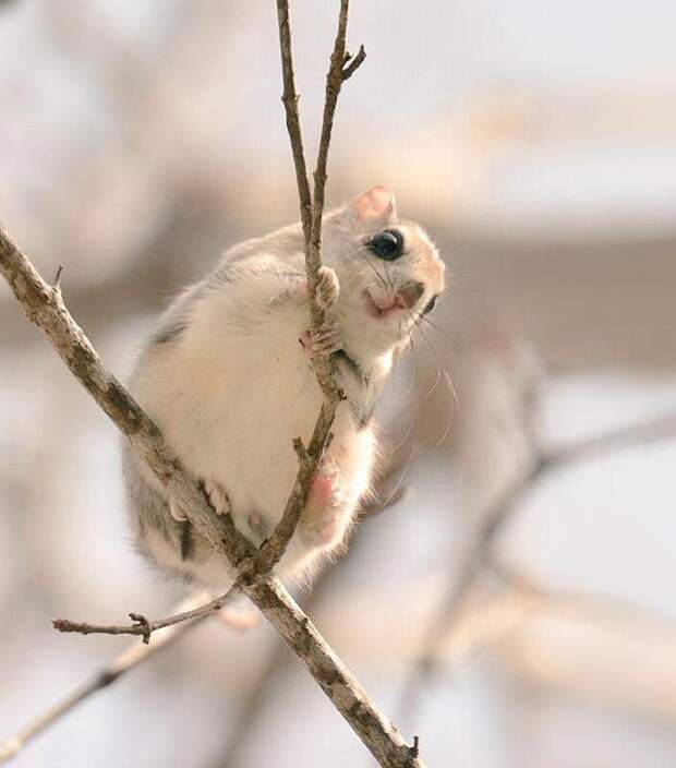 Hokkaido  cute animals, Хоккайдо милые животные