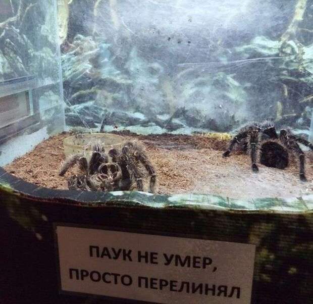 Свежий юмор Свежий юмор