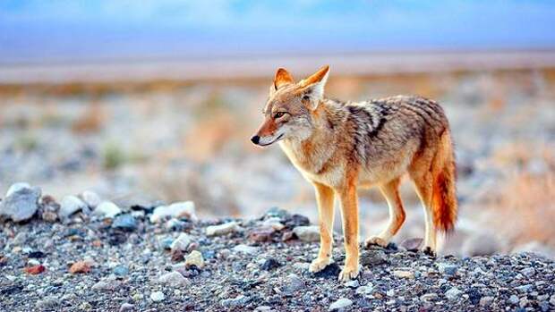 Койот, луговой волк (Canis latrans), фото дикие животные фотография картинка