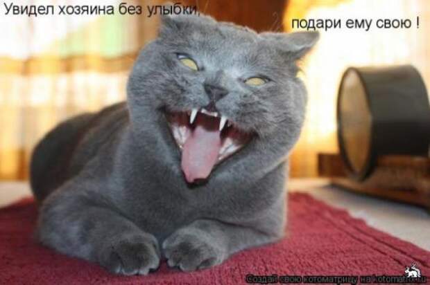 Котоматрица
