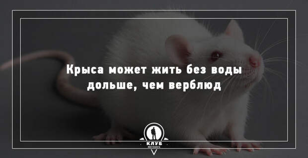 15 удивительных фактов о животных 15 удивительных фактов о животных животные, факты