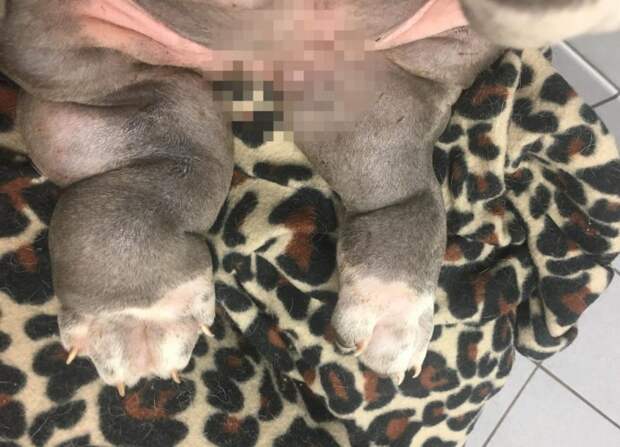 Врачи не давали шансов щенку с распухшими лапами - но его исцеляет любовь болезни животных, история, история спасения, собака, собаки, спасение животных, щенок