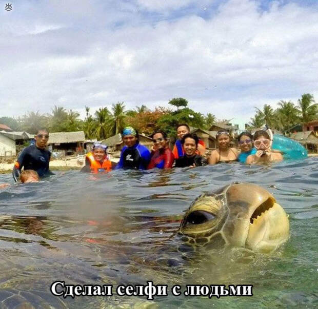 Прикольные и курьёзные картинки 32