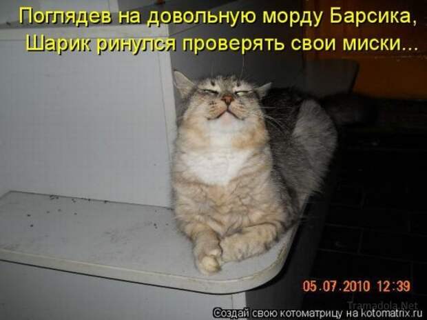 Несерьезные отношения (котоматрица)