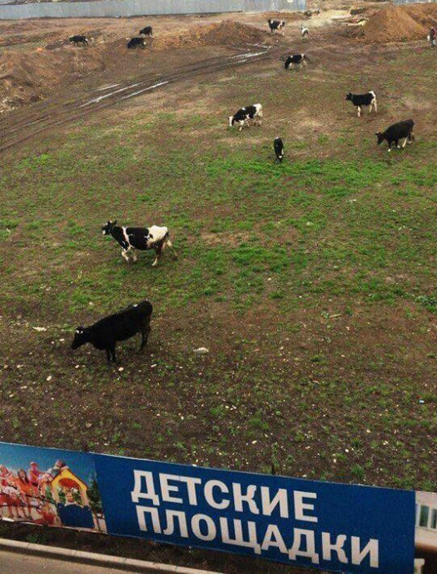 Где еще ваш ребенок может поиграть с крупным рогатым скотом? | Фото: Поросёнка.нет. Где еще ваш ребенок может поиграть с крупным рогатым скотом? | Фото: Поросёнка.нет.