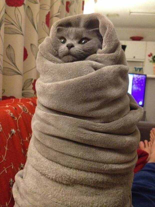 кошка на прогулке 