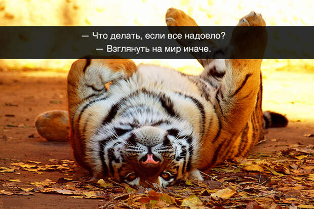 Весёлые картинки