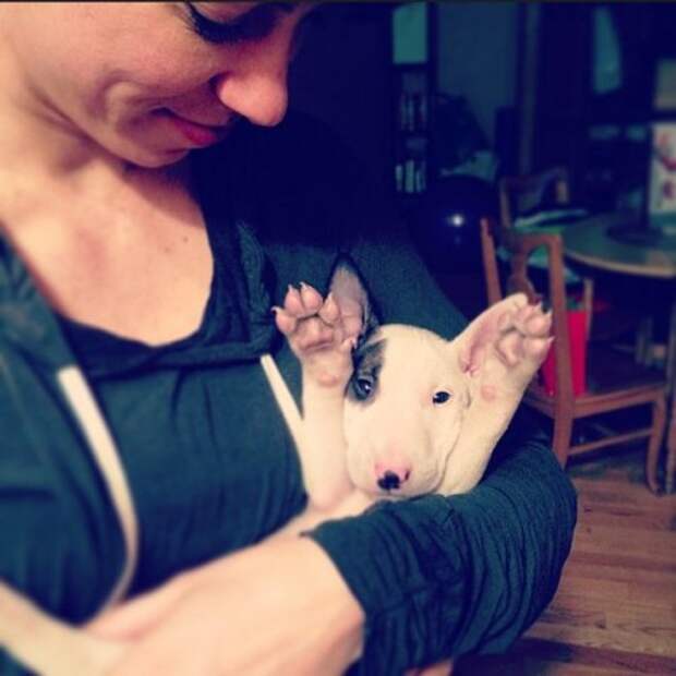 Животные-очаровашки (26 фото)