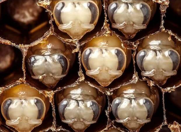 От личинки до взрослой особи, первые 20 дней жизни пчелы, развитие пчелы