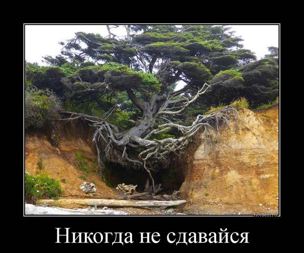 Демотиваторы демотиваторы, прикол, смех, юмор