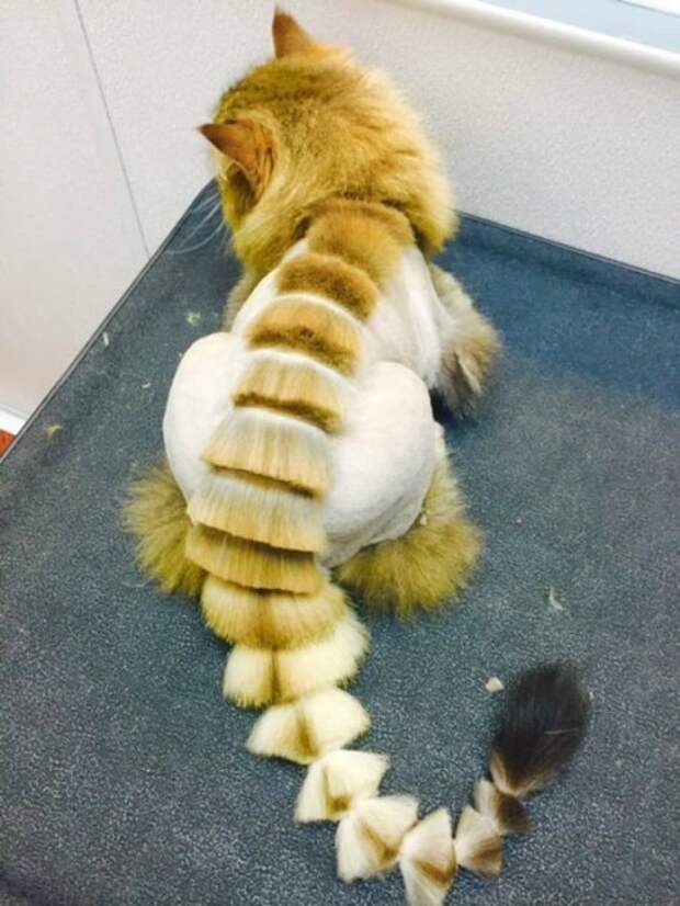 Кот учителя по геометрии.