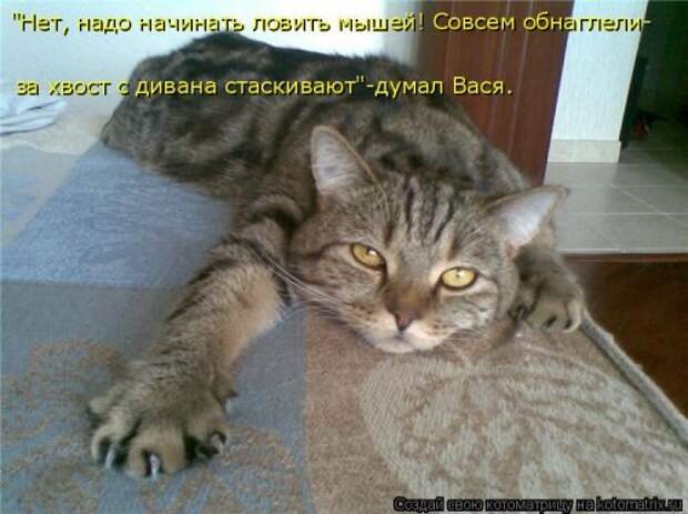 Котоматрица недели (31 фото)