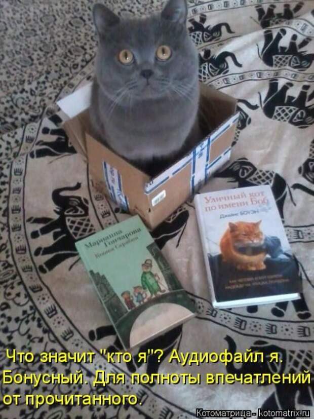 Лучшие котоматрицы недели