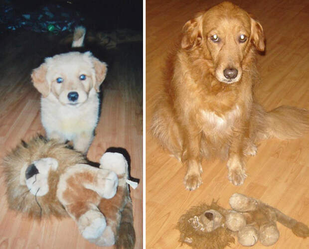 животное с игрушкой, до и после того, как выросло 